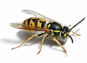 Wasp Nest Removal Witham 