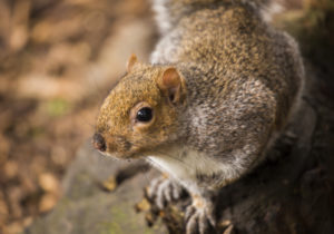 Squirrel Control Chelmsford