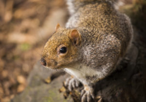 Squirrel Control Terling