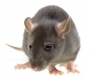 Rat control Chelmsford