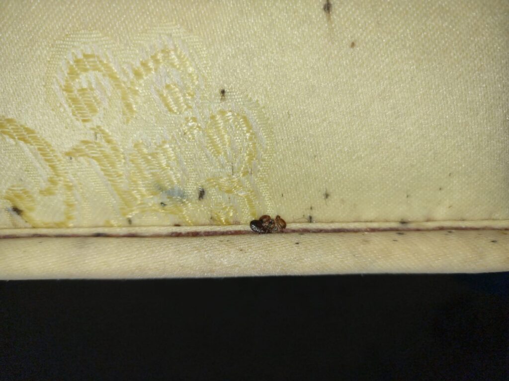 bedbug treatments in Chelmsford