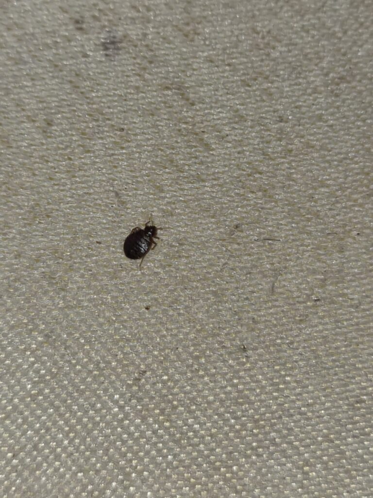 bedbug treatments in Chelmsford