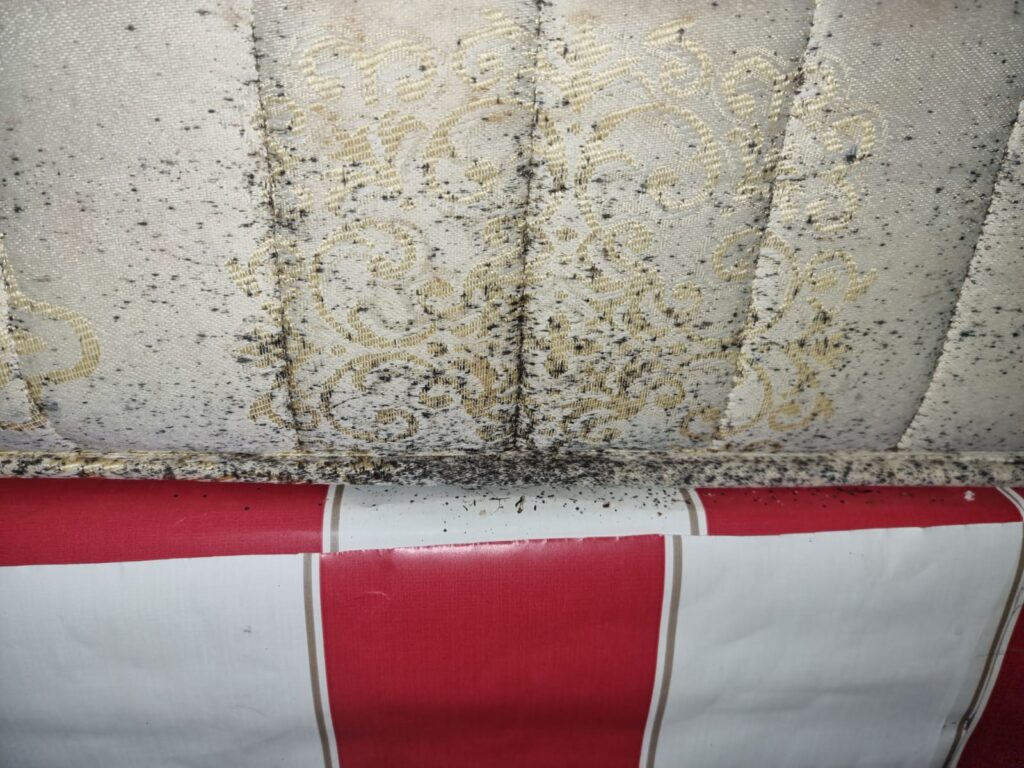 bedbug treatments in Chelmsford