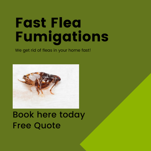 Flea control essex