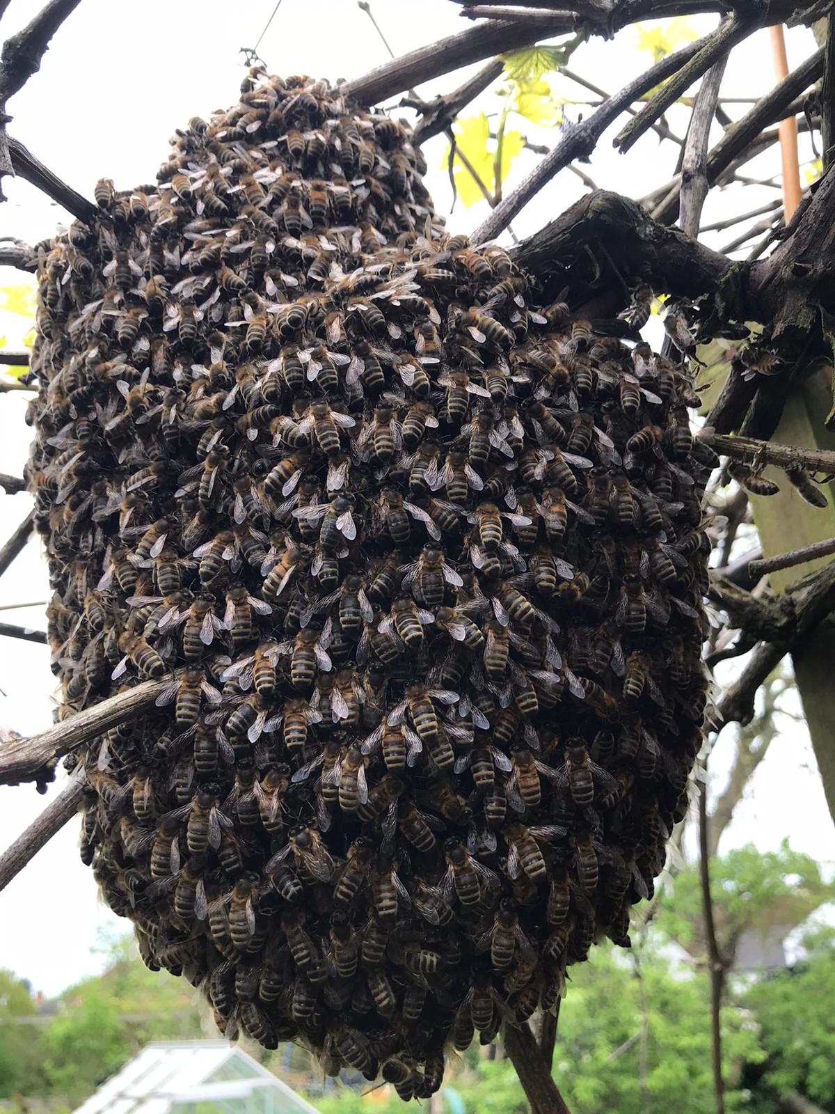 bees in garden chelmsford