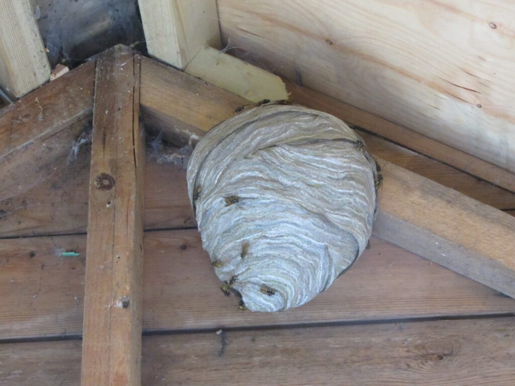 Wasp nest Removal Chelmsford